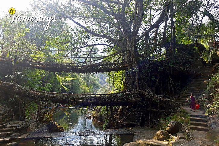 Double-Decker-Root-Bridge2-Hoi-Trip-Mesmerizing-Meghalaya