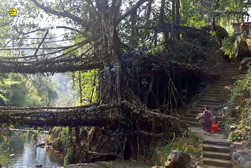 Double Decker Root Bridge2_Hoi Trips-Meghalaya