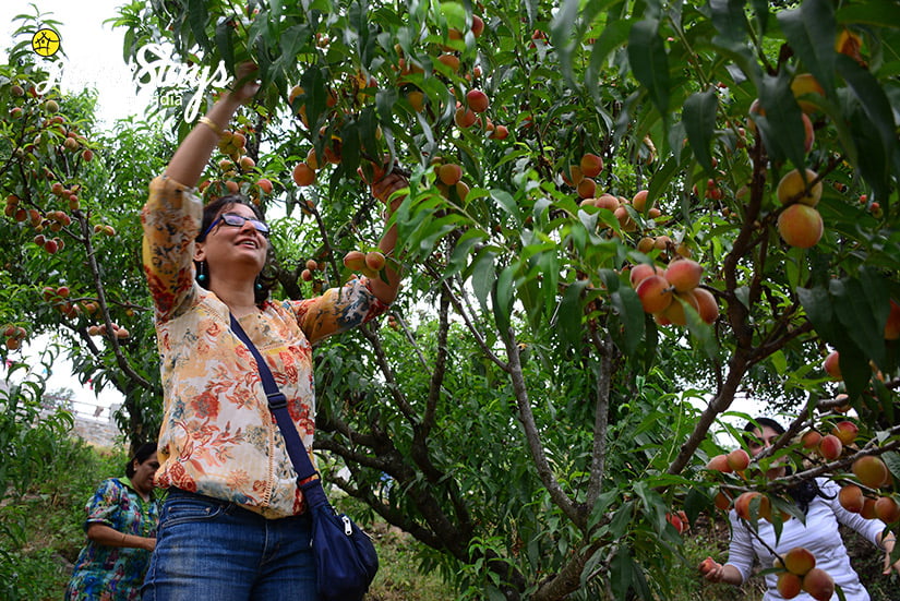 Fruit Plucking_Kumaon-Uttarakhand
