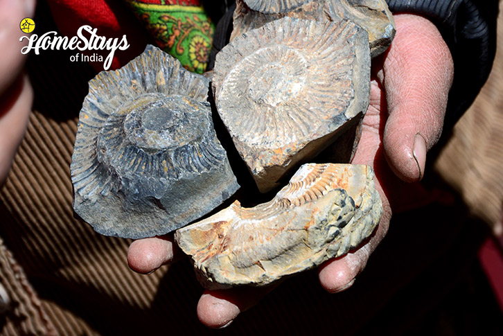 Sea-Fossils-Get-Spitified-Hoi-Trips