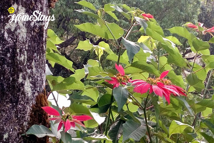 Flora-n-Fauna_Pallivasal-Homestay-Munnar
