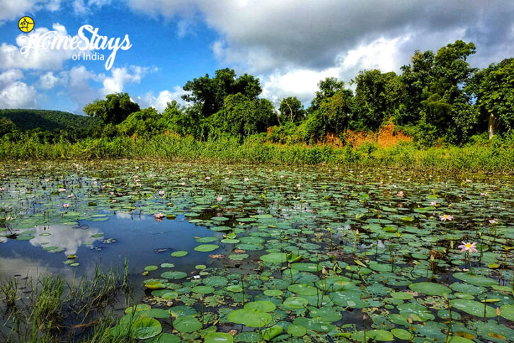 Lily-Pond_Chandaka-Homestay-Bhubaneswar