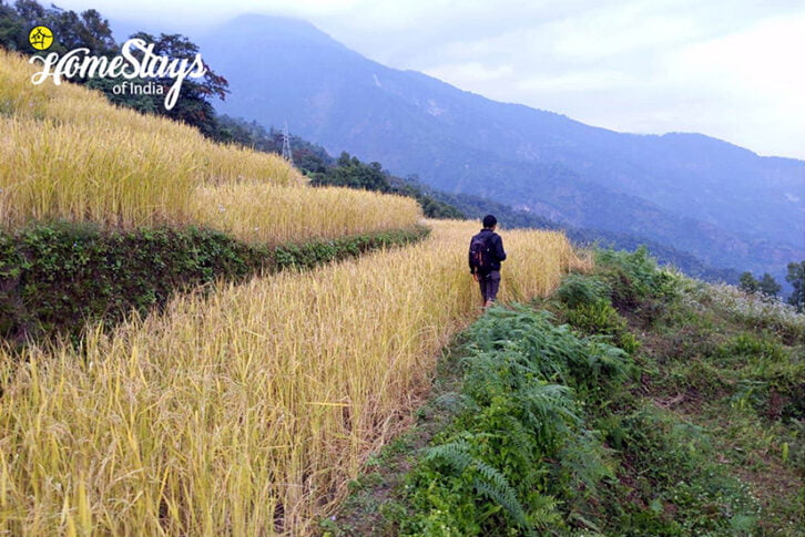 The Fields_Karongthang Homestay