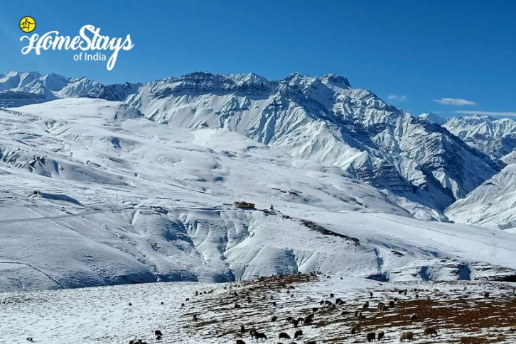 Winter4_Langza-Homestay-Spiti