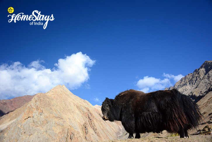 Yak_Mudh-Homestay_Spiti