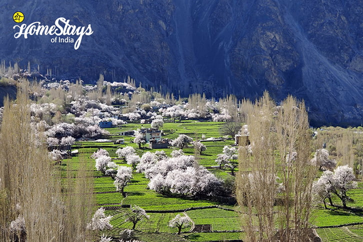 Spring_Turtuk Homestay-Ladakh