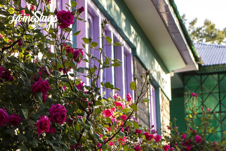 Garden2_Saryo-Homestay-Kalpa