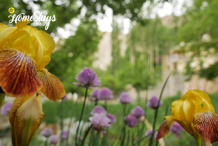 Garden-Temisgam Homestay-Leh
