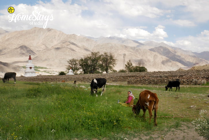 Farming-Hemis Homestay-Leh