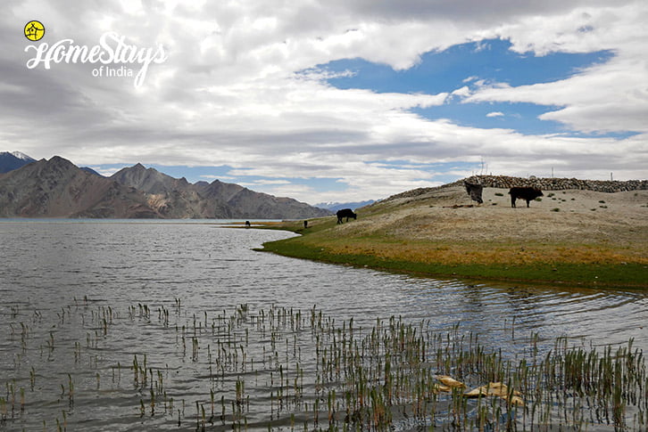 Lakeside-Merak Homestay-Pangong
