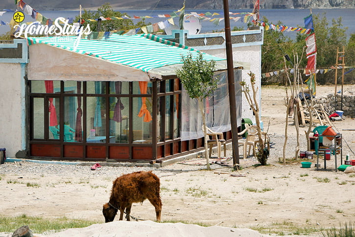 Outdoor-Merak Homestay-Pangong