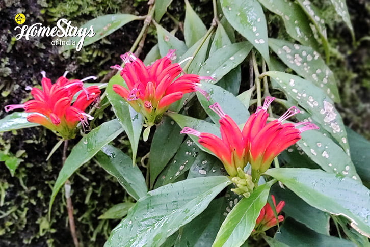Flora-Lebong Riverside Homestay-Darjeeling