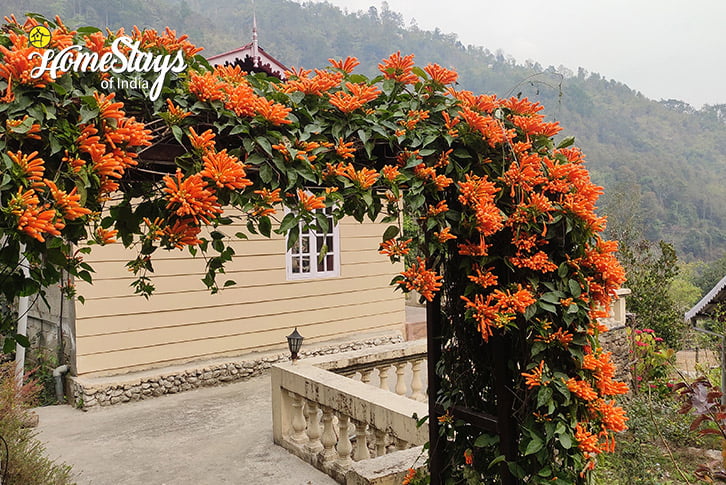 Flora3-Lebong Riverside Homestay-Darjeeling