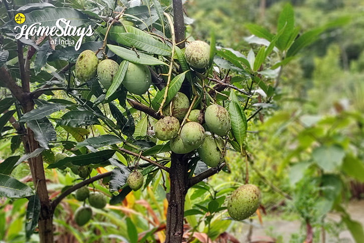 Fruits-Lebong Riverside Homestay-Darjeeling