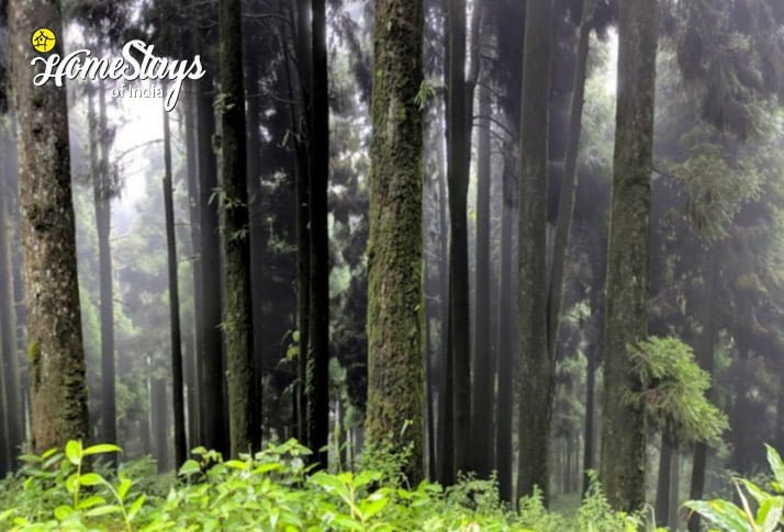 Forest-Miles of Smiles Homestay-Kurseong