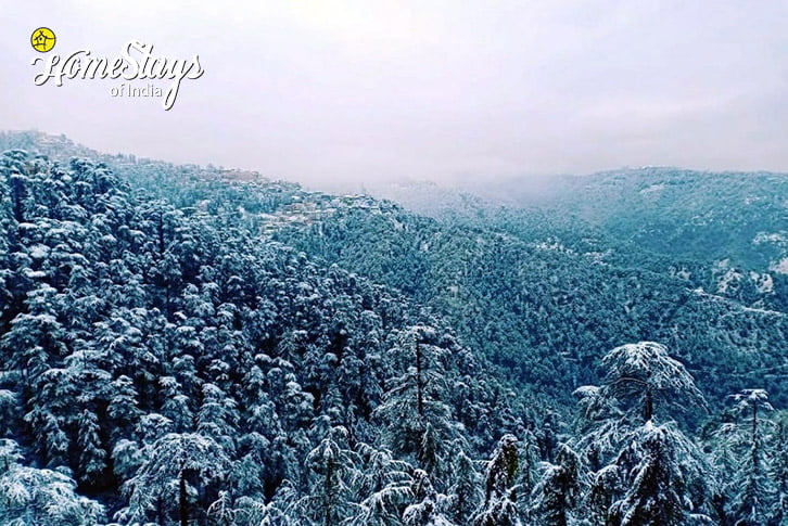 SnowFall-2-Winter Delight Homestay-Shimla