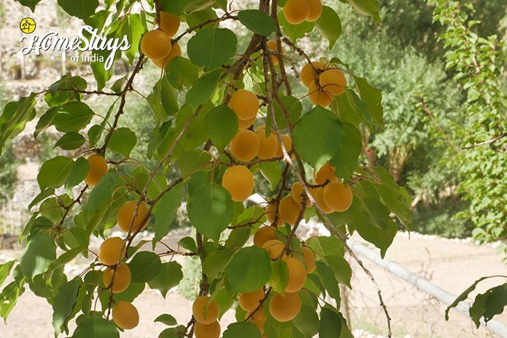 Apricot-Hanu Riverside Homestay-Aryan Valley