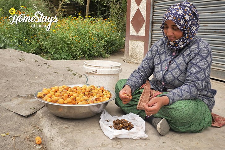 Apricot Plucking-Hanu Riverside Homestay-Aryan Valley