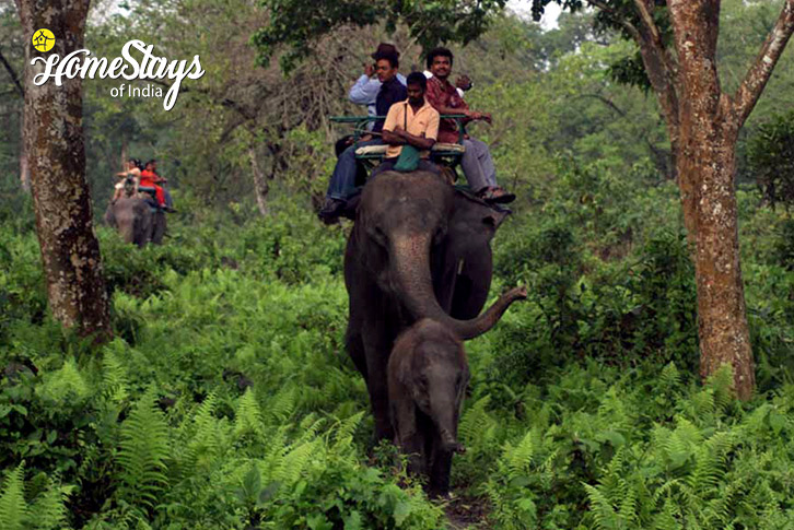 Elephant-Safari-Jungle Joy Homestay-Jaldapara