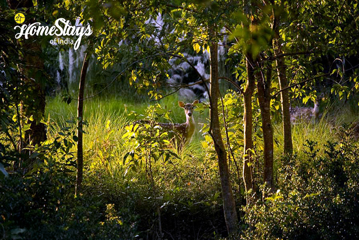 Forest-Jungle Joy Homestay-Jaldapara