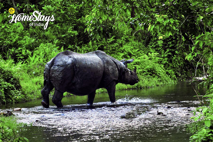 Rhinoceros-Jungle Joy Homestay-Jaldapara