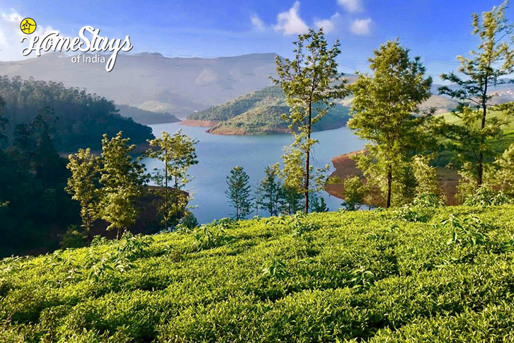 Lake-View-Tea-By-The-Lake-Homestay-Ooty