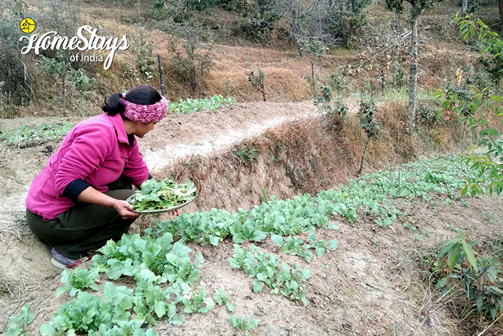 Vegitable-Garden-Nature's Bounty Homestay-Mukteshwar