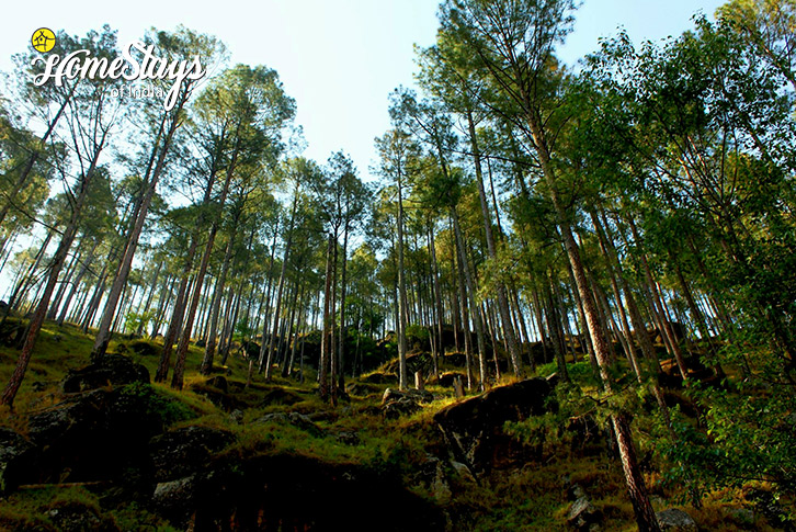Forest-Ramblers Paradise Homestay-Dharamkot