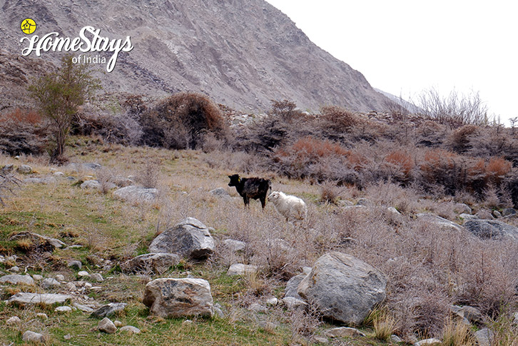Livestock-Riders Republic Homestay-Panamic-Nubra Valley