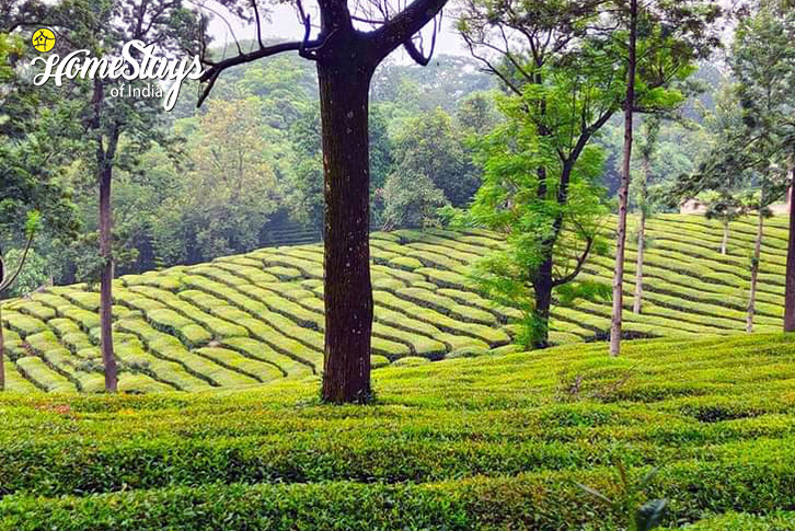 Tea-Garden-1-Shadow of Dhauladhar Homestay-Palampur