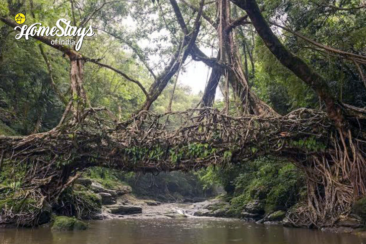 Root-Bridge-Khasi Pride Homestay, Nohwet-Mawlynnong