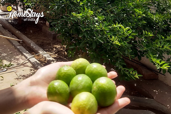 Lemons-Flavors of Rajasthan Homestay-Bikaner