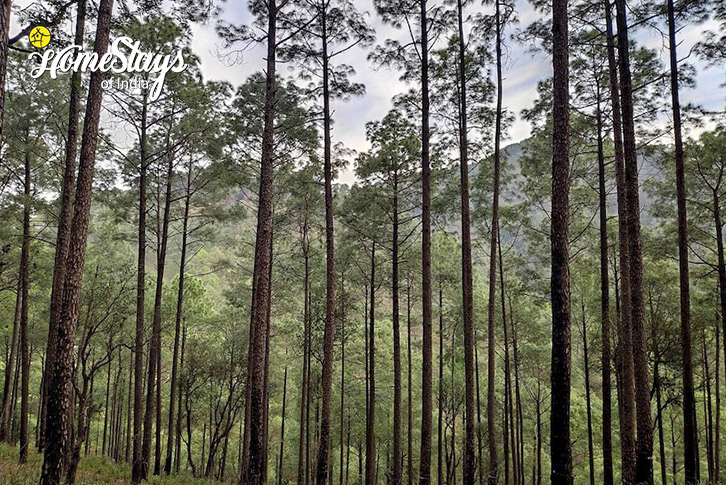 Surrounding-1-Peaceful-Mountain-Homestay-Majkhali-Ranikhet