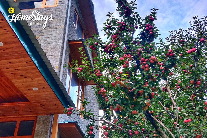 Apple-Tree-Windsong Boutique Homestay-Manali