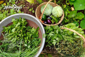 Fresh-Vegetable-Ode to Sustainable Living Homestay-Almora