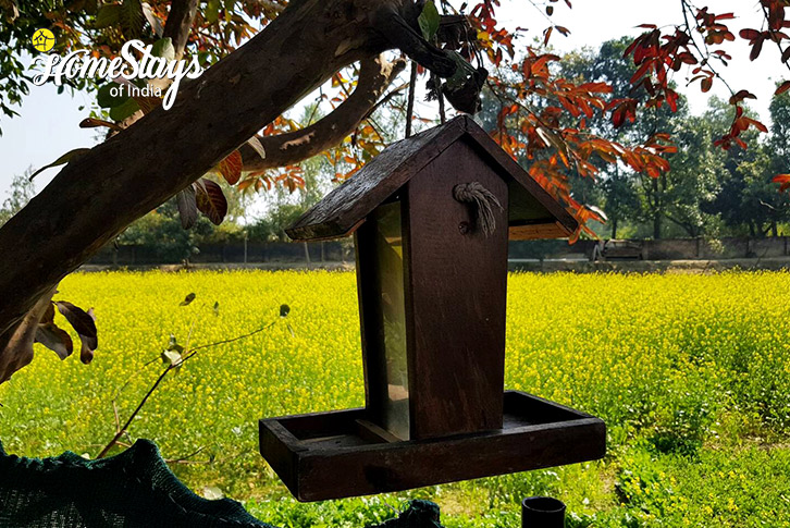 Field-Dreamy Orchard Homestay-Lucknow