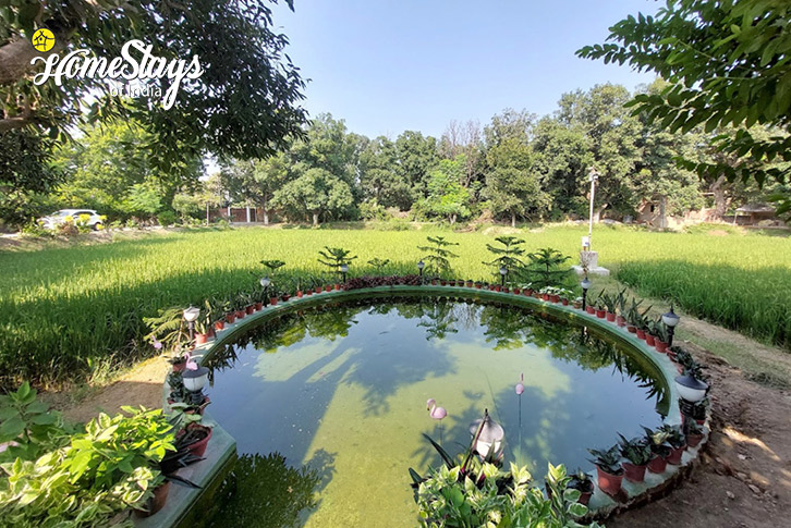 Pond-1-Dreamy Orchard Homestay-Lucknow