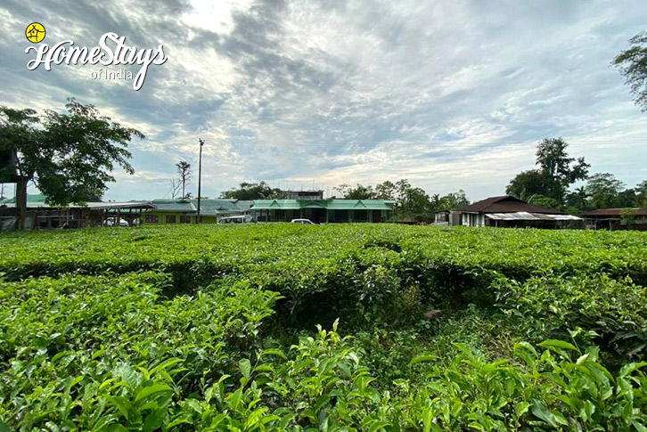 Farm-1-Mashimi Living Homestay - Mawai