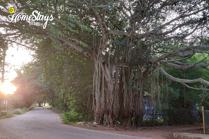 Surrounding-2-Charming Villa - Mysore