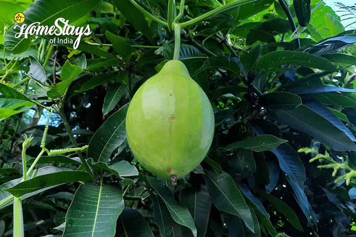 Vegetable-Garden-2-Pine's-Paradise-Homestay-Morni-Hills-Haryana