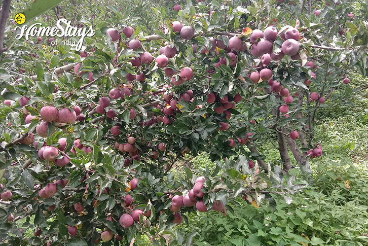 Apple-Orchard-Trekkers Abode Homestay-Mori, Uttarkashi
