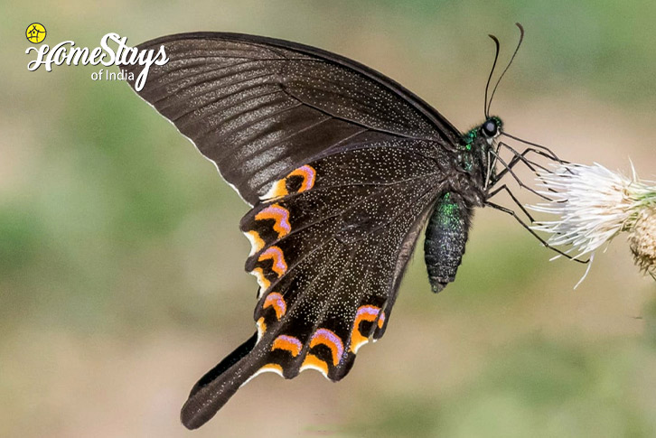 Butterfly-1-Hidden Heaven Homestay, Aglar Valley-Dhanaulti