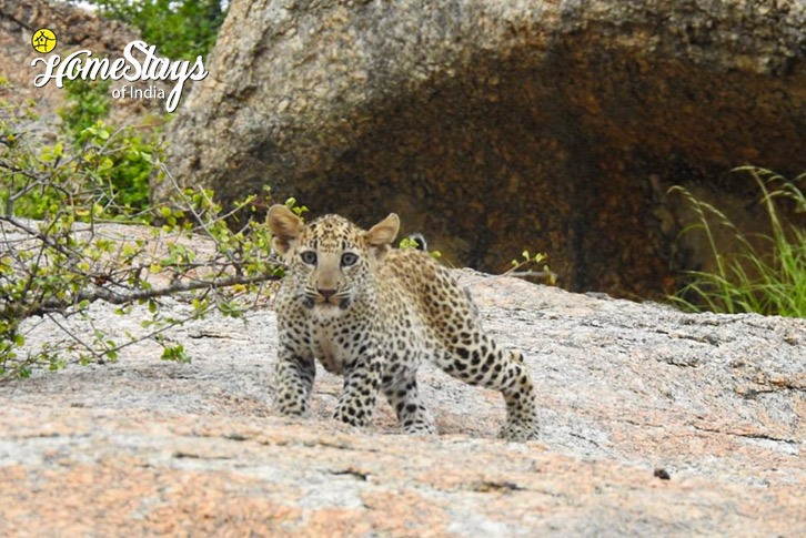 Cub-The Wild Wonder Homestay-Jawai Hills