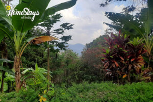 Garden-area-Nature's Melody Homestay - Kasaragod