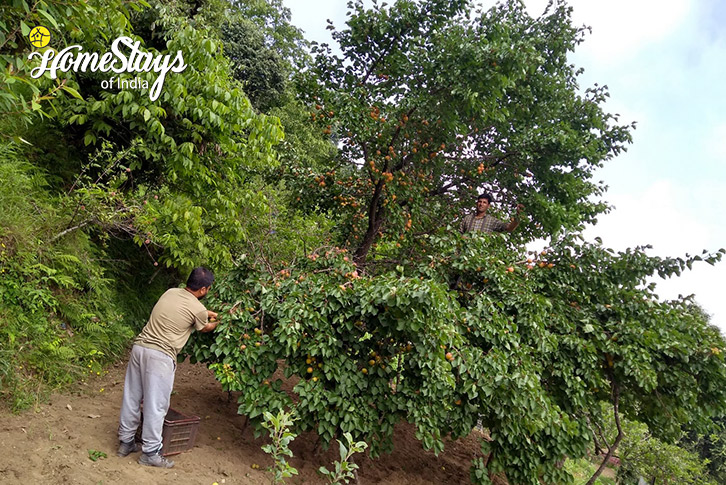 Apple-Tree-Earthly Delights Homestay, Jalna-Almora