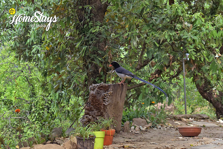 Bird-Bliss In The Hills Farmstay-Peora-Mukteshwar