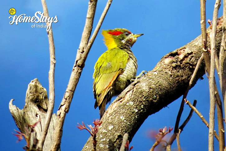 Bird-Earthly Delights Homestay, Jalna-Almora