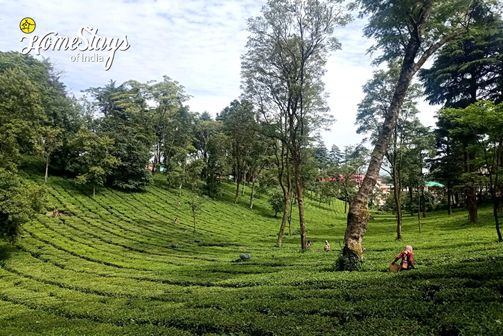 Tea-garden-River Edge Homestay, Palampur