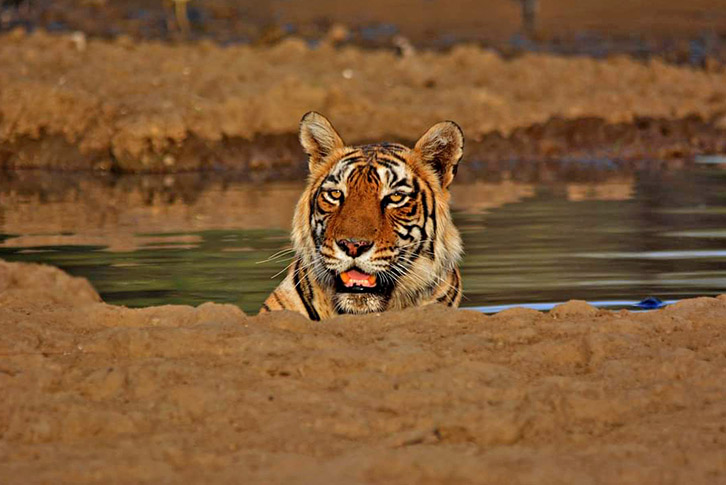 Royal Bengal Tiger Ranthambore