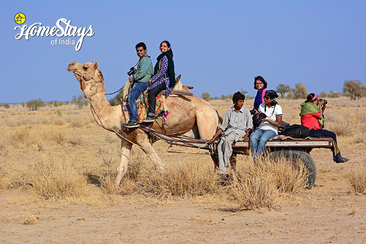 Camel in Desert